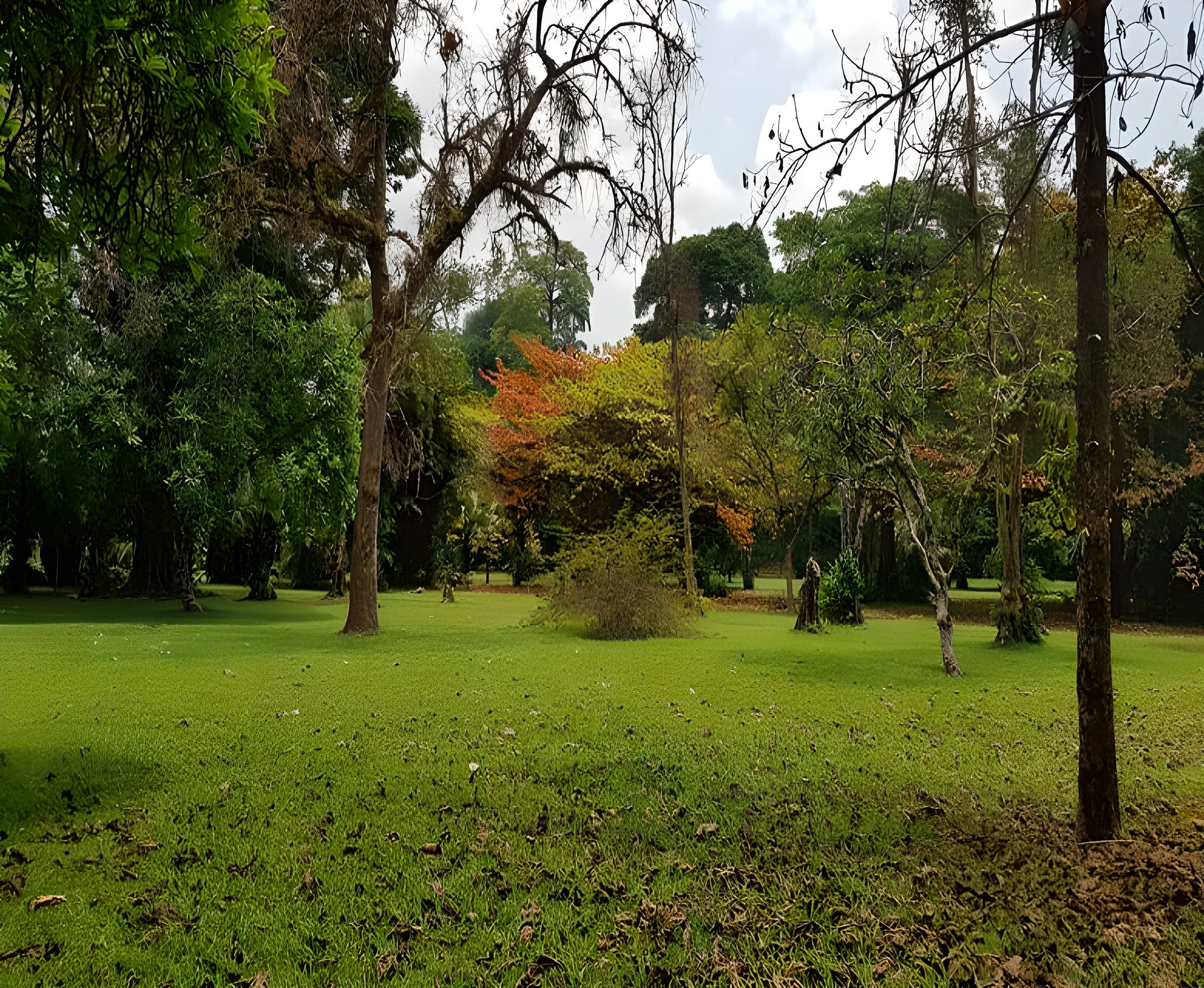 Les Jardins Botaniques de Limbe - Miniature 2